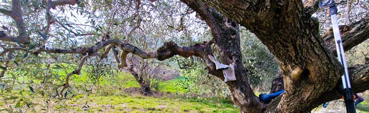 Agriturismo Villa Bussola KCI camping Italië met tentplaatsen in de natuur